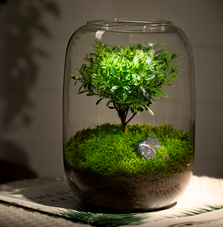 Ecological Bottle Green Moss Micro Landscape Glass Tank